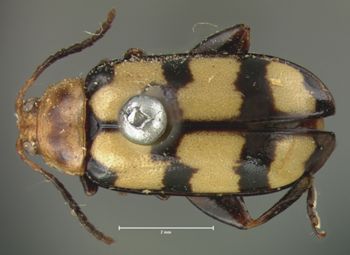 Media type: image; Entomology 18767   Aspect: habitus dorsal view